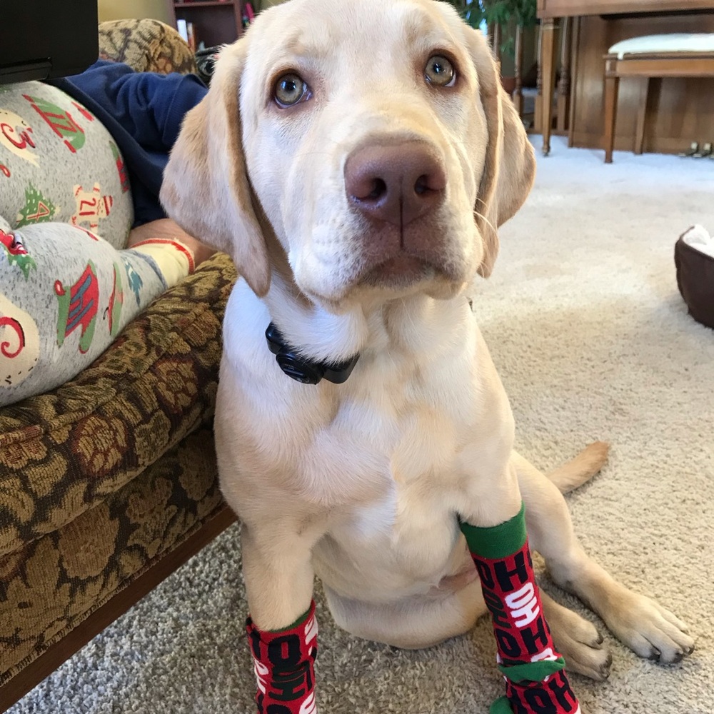 Meet your Posher, Caroline